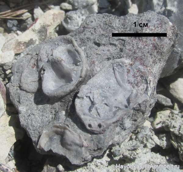 брахиоподы, девон, Productida, Microconchida, Irboskites fixatus