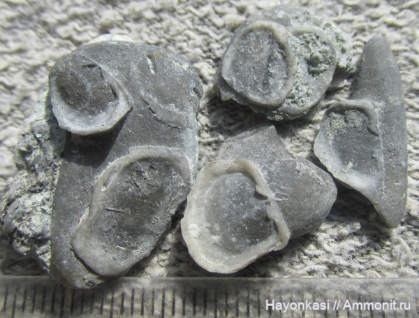 брахиоподы, девон, Productida, Rhynchonellida, Ladogia, Ladogia meyendorfii, Irboskites fixatus