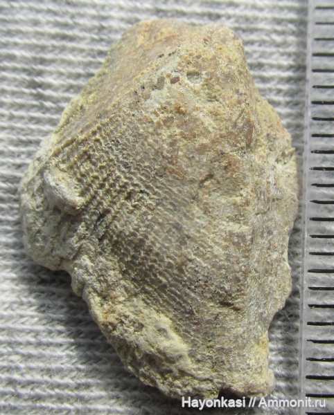 девон, двустворки, двустворчатые моллюски