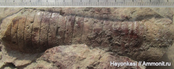 моллюски, девон, Nautiloidea