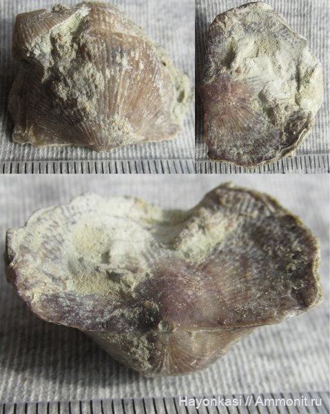 брахиоподы, девон, Atrypida, Pseudoatrypa velikaya