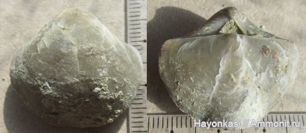 брахиоподы, девон, Pentamerida, Gypidula