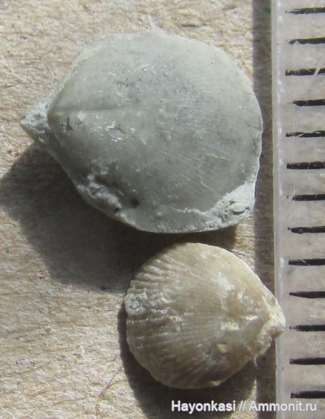 брахиоподы, девон, Ripidiorhynchus, Rhynchonellida, Ladogia, Ladogia meyendorfii