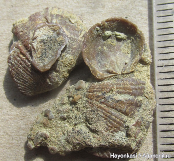 брахиоподы, девон, Productida, Spiriferida, Lamellispirifer muralis, Irboskites fixatus