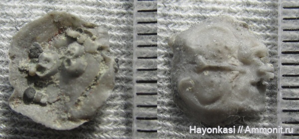 брахиоподы, девон, Productida, Microconchida, Irboskites fixatus