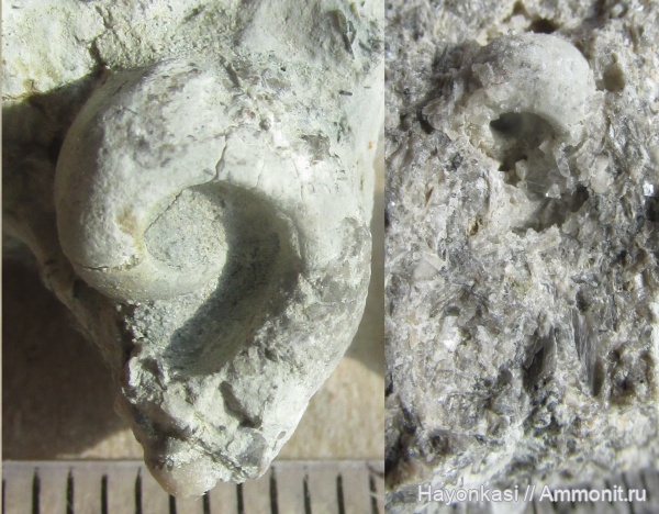 гастроподы, моллюски, девон, Gastropoda