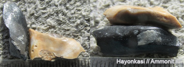 девон, рыбы, зубы, плакодермы, Placodermi, Ptyctodus, Rhynchodus, PTYCTODONTIDAE