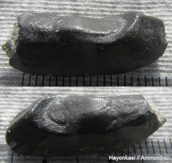 девон, рыбы, зубы, плакодермы, Placodermi, Ptyctodus, PTYCTODONTIDAE