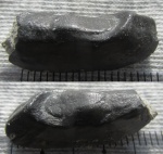 Зубная пластина Ptyctodus