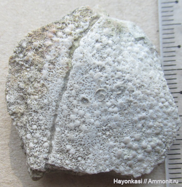 девон, рыбы, плакодермы, Microconchida, Arthrodira, Epizoans