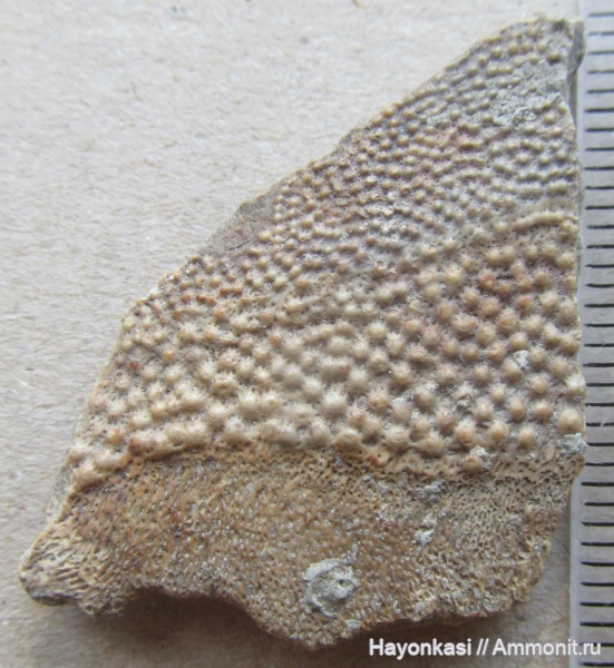 девон, рыбы, плакодермы, Placodermi, Microconchida, Arthrodira, Epizoans