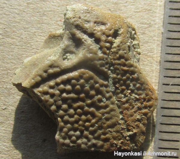 девон, рыбы, плакодермы, Placodermi, plourdosteus, Arthrodira