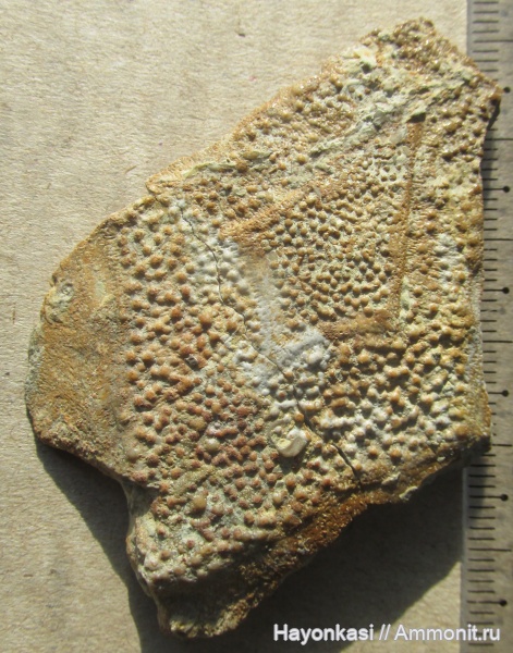 девон, рыбы, плакодермы, Placodermi, plourdosteus, Arthrodira