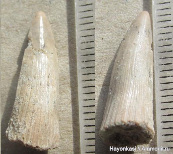 девон, рыбы, зубы, Sarcopterygii, Holoptichius