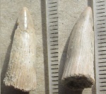 Зуб Holoptichius и другие новости из Писковичей