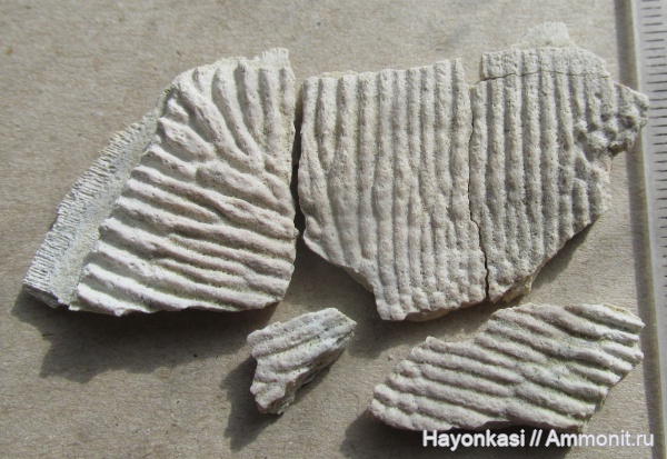 девон, рыбы, плакодермы, Placodermi, Holonema