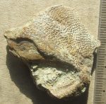 Пластина плакодермы Arthrodira