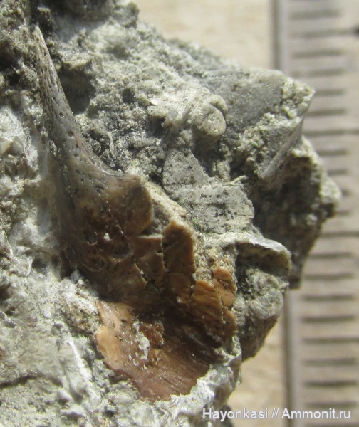 девон, рыбы, плакодермы, Ptyctodus, Ptyctodontida