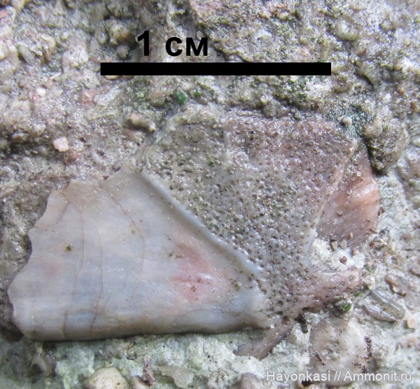 девон, рыбы, плакодермы, Ptyctodus, Ptyctodontida