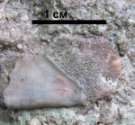 Пластина плакодермы Ptyctodontida