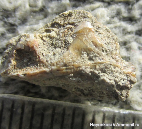 девон, рыбы, Acanthodii, Acanthodiformes, челюсти, акантоды