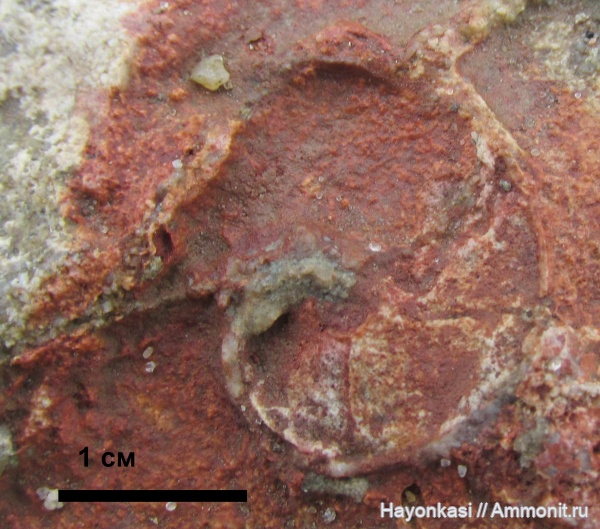 гастроподы, моллюски, девон, Gastropoda