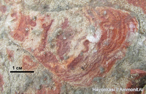 девон, губки, строматопораты, Stromatoporoidea