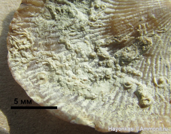 брахиоподы, девон, кораллы, Aulopora, табуляты, Microconchida, Atrypida, Epizoans, Pseudoatrypa velikaya