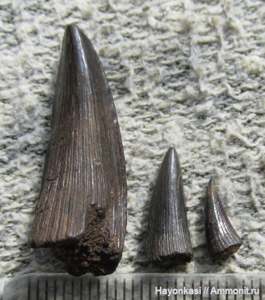 девон, рыбы, зубы, Sarcopterygii