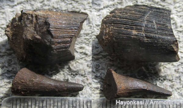 девон, рыбы, зубы, Sarcopterygii