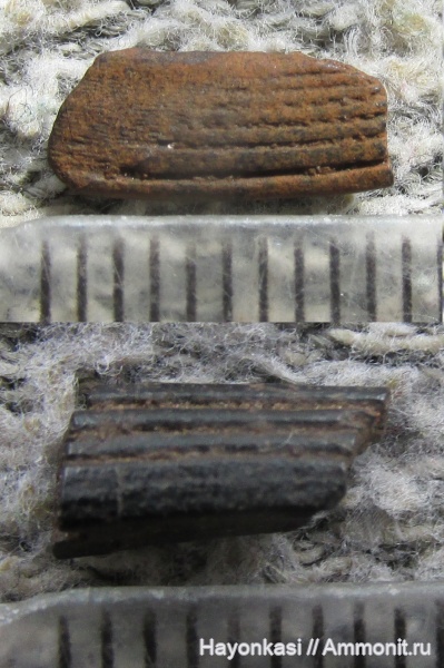 девон, рыбы, Acanthodii, Acanthodiformes, акантоды, ихтиодорулиты