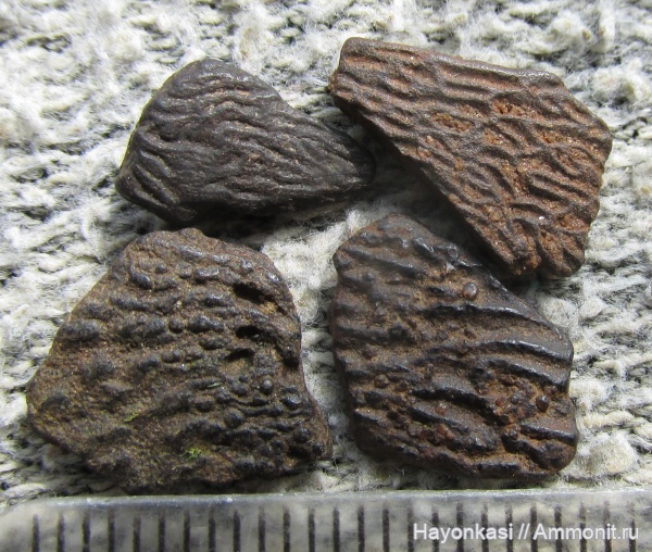 девон, рыбы, Sarcopterygii, чешуя, Glyptolepis