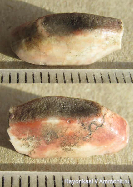 девон, рыбы, зубы, плакодермы, Placodermi, Ptyctodus, PTYCTODONTIDAE