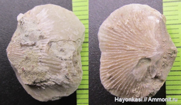 брахиоподы, девон, Atrypida