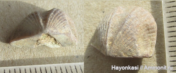 брахиоподы, девон, Spiriferida, Lamellispirifer muralis, Прижизненные деформации (уродство) брахиопод