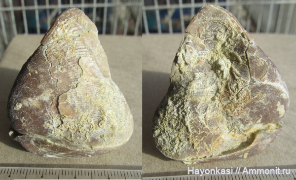 брахиоподы, девон, мшанки, кораллы, Aulopora, Hederella, Productida, Microconchida, Rhynchonellida, Ladogia, Ladogia meyendorfii, Epizoans, Irboskites fixatus