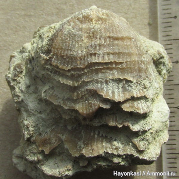 брахиоподы, девон, Atrypida, Pseudoatrypa velikaya