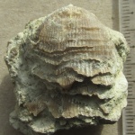 "Лохматая" Atrypida