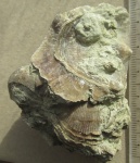 "Юбка" Атрипиды