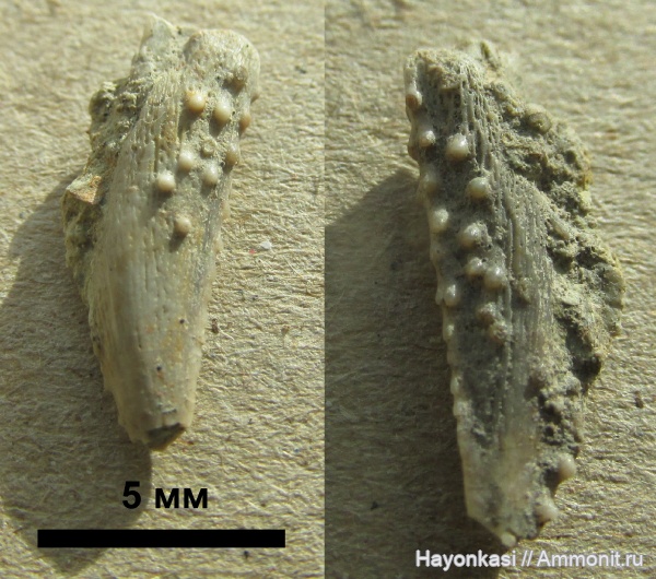 девон, рыбы, плакодермы, Placodermi, Arthrodira