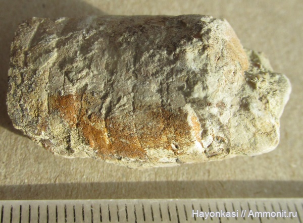 моллюски, девон, Nautiloidea