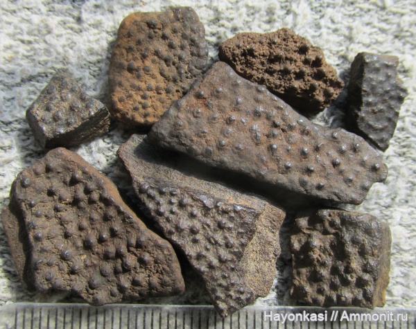 девон, рыбы, плакодермы, Placodermi, Homostius, Arthrodira