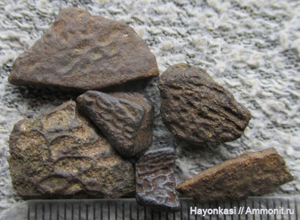 девон, рыбы, плакодермы, Placodermi, антиархи, Antiarchiformes