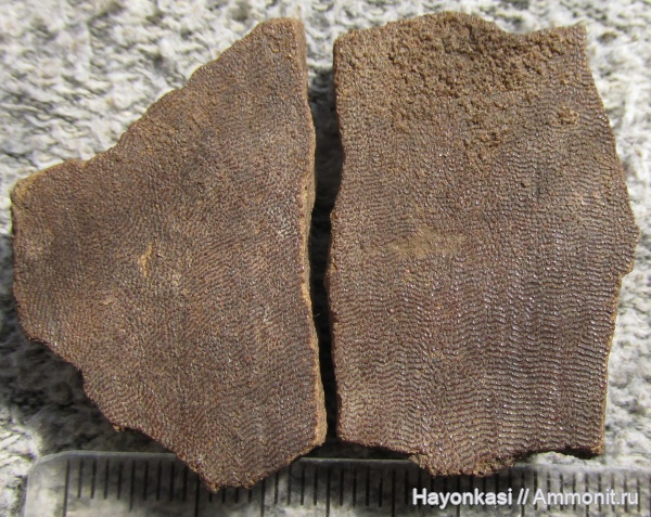 девон, Heterostraci, Agnatha, бесчелюстные, Psammosteidae