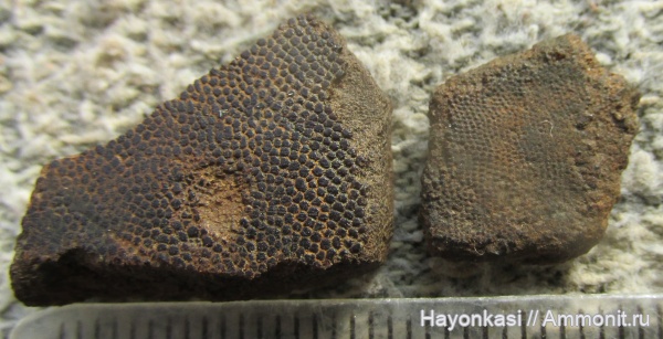 девон, Heterostraci, Agnatha, бесчелюстные, Psammosteidae