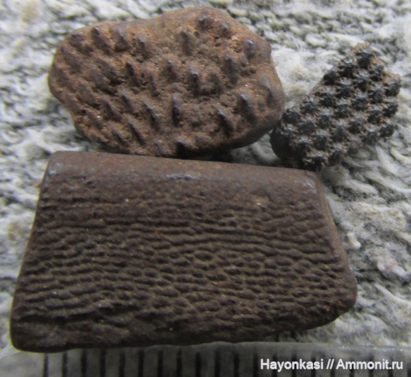 девон, Heterostraci, Agnatha, бесчелюстные, Psammosteidae