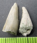 Два зуба лопастепёрых рыб