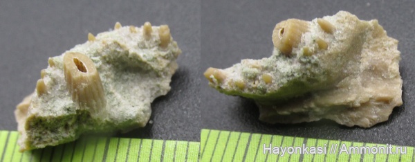 девон, рыбы, зубы, Sarcopterygii, челюсти