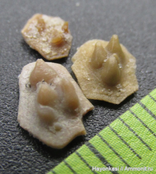 девон, рыбы, Sarcopterygii, чешуя