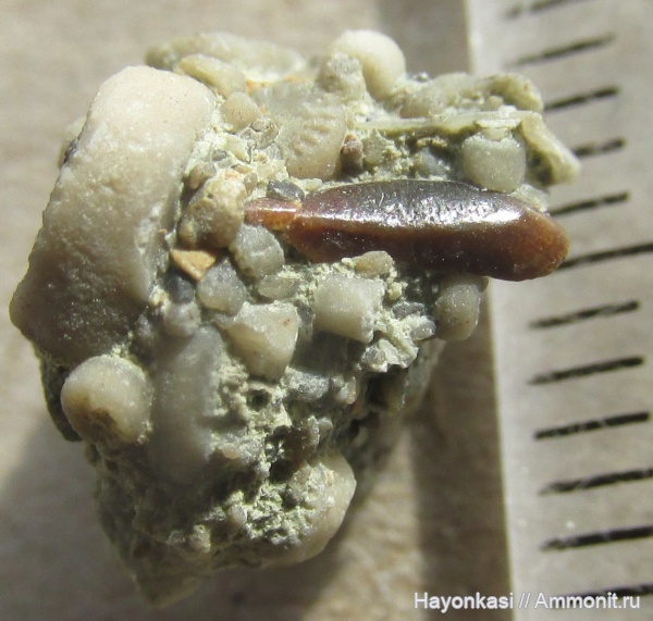 девон, рыбы, зубы, плакодермы, Placodermi, Ptyctodus, PTYCTODONTIDAE